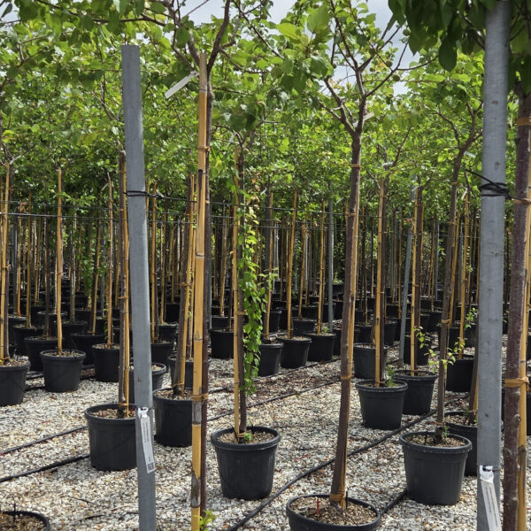 Prunus armeniaca 'LUIZET'