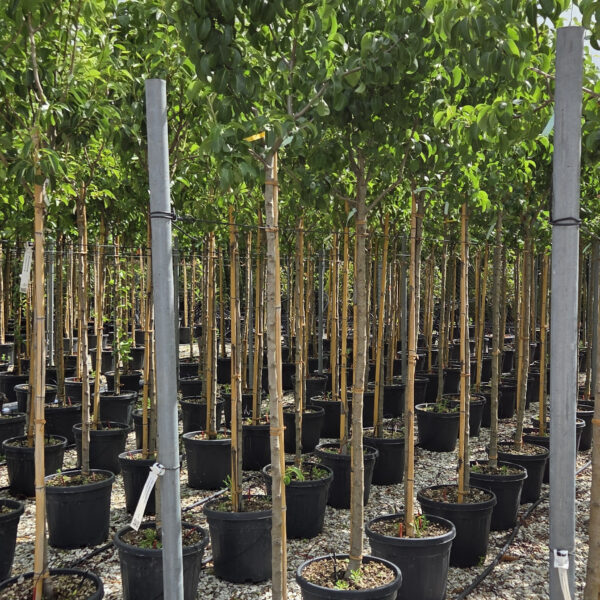 Pyrus communis 'BEURRE HARDY'