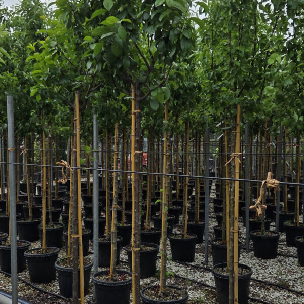 Prunus sativa 'REINE CLAUDE D'OUILLINS'