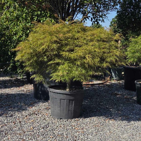 Acer palmatum 'Dissectum Atropurpureum' (Rdečelistni pahljačasti javor)