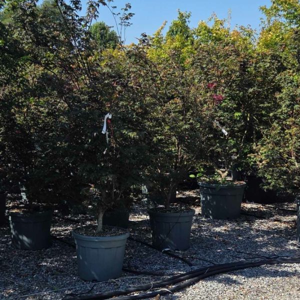 Acer palmatum 'Bloodgood' (Rdečelistni pahljačasti javor)