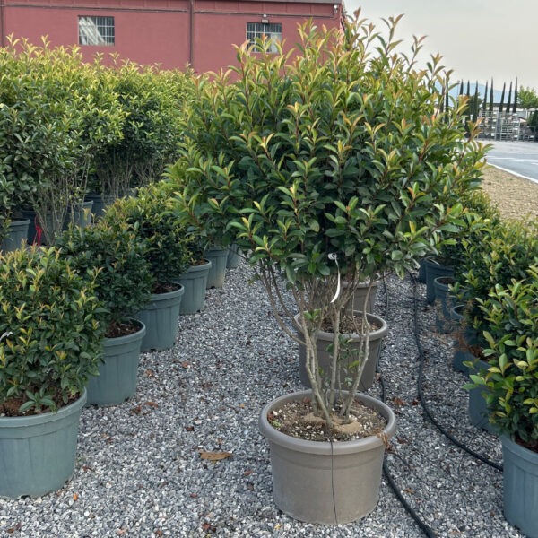 Photinia × FRASERI ''CARRE' ROUGE'