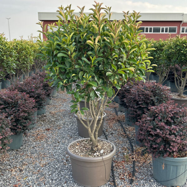 Photinia × FRASERI ''RED ROBIN'
