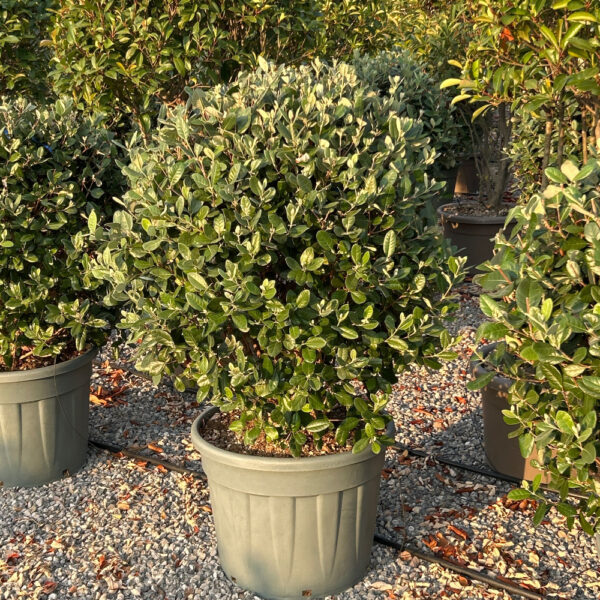Feijoa sellowiana