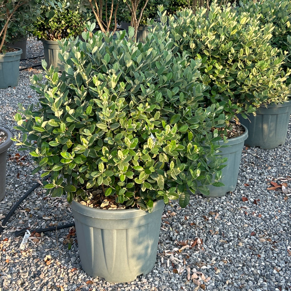 Feijoa sellowiana Feijoa sellowiana - slika 1