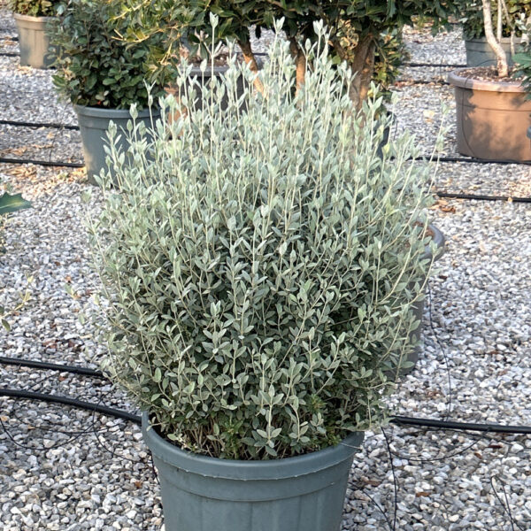 Teucrium fruticans