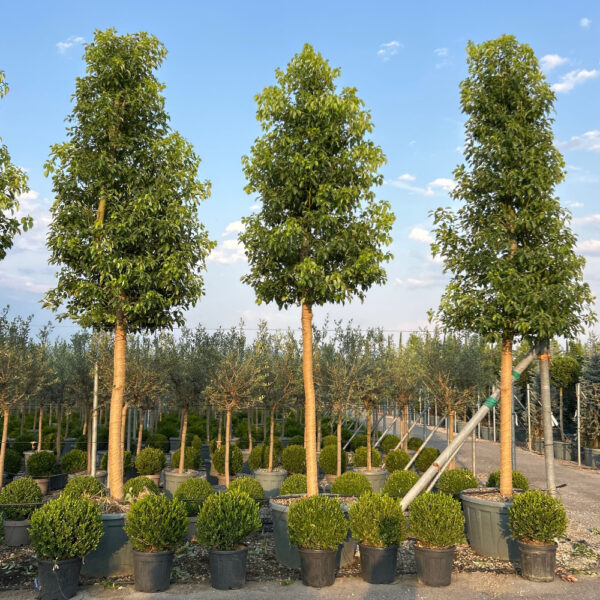 Cinnamomum camphora (Kamforovec)