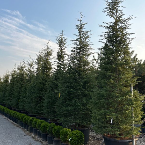 Cedrus atlantica (Atlaška cedra)