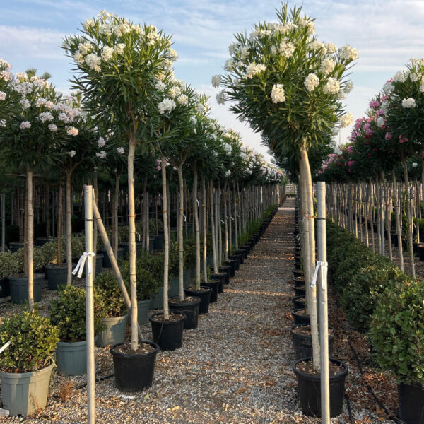Nerium oleander 'BIANCO SEMPLICE'