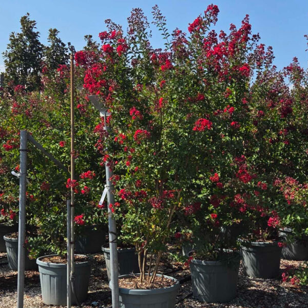 Lagerstroemia × DYNAMITE