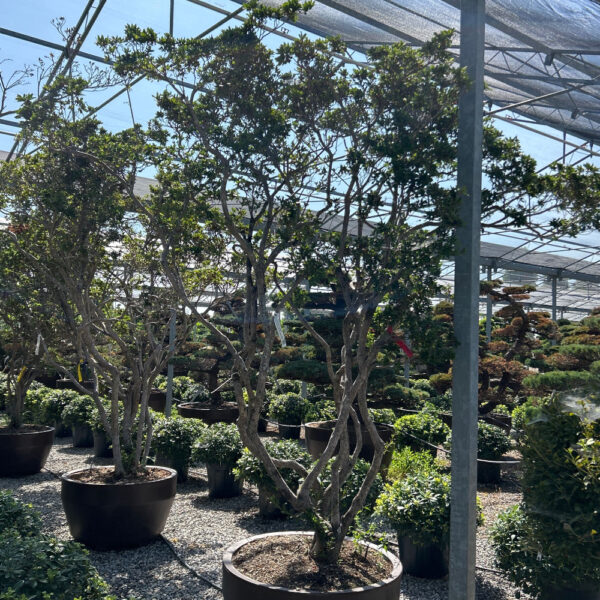 Azalea japonica 'BENI-KIRISHIMA'