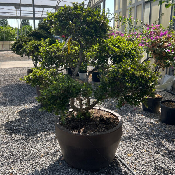 Azalea japonica