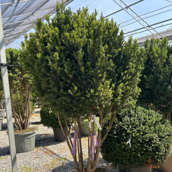 Taxus × MEDIA ''HILLII'