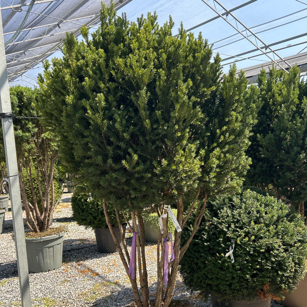 Taxus × MEDIA 'HILLII' Taxus × MEDIA ''HILLII' - slika 1