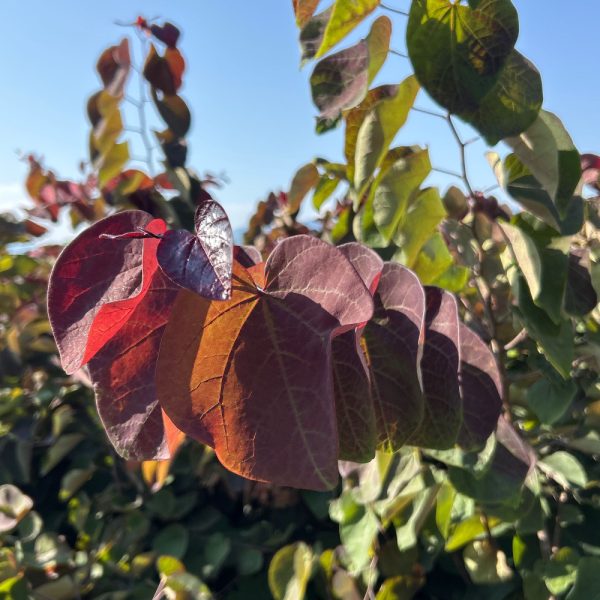 Cercis canadensis 'Forest Pansy' (Judež.drevo/Kanad.jadikovec)