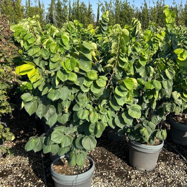Cercis chinensis 'Avondale' (Judežev drevo)