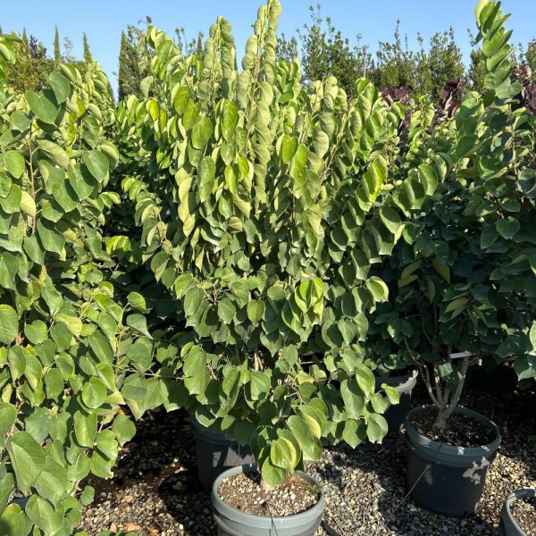 Cercis chinensis 'Shirobana' (Cercis)