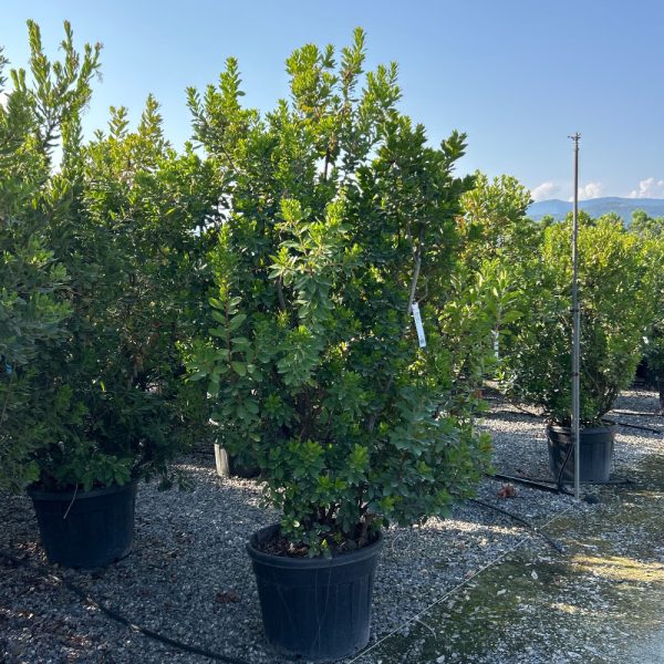 Arbutus unedo (Navadni jagodnjak)