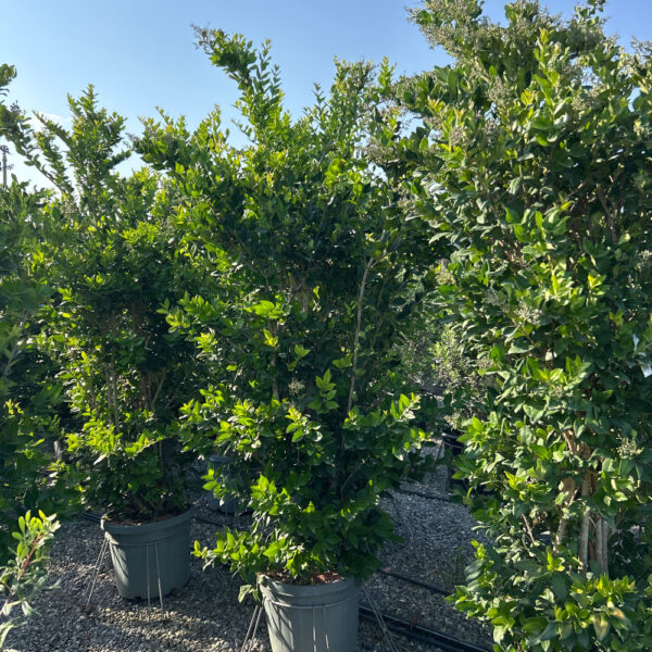 Ligustrum Texanum (Liguster Texanum)
