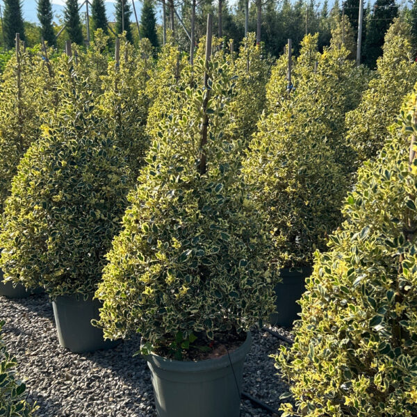 Ilex aquifolium 'ARGENTEOMARGINATA'