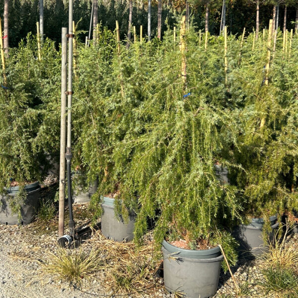 Juniperus oxycedrus