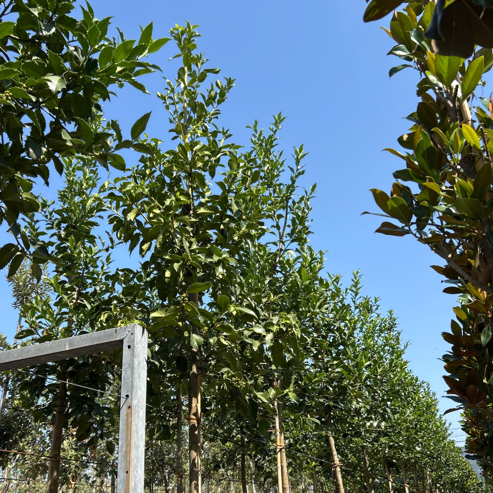 Ilex castaneifolia Ilex castaneifolia - slika 1