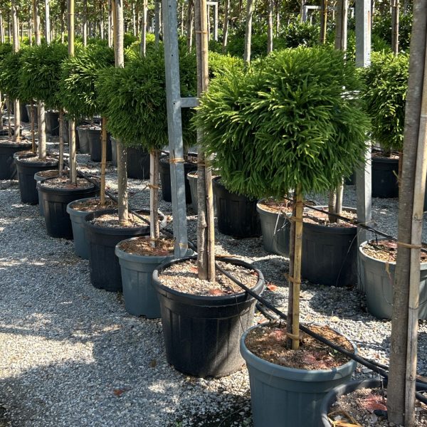 Cryptomeria japonica 'Little Champion' (Kriptomerija na steblu)