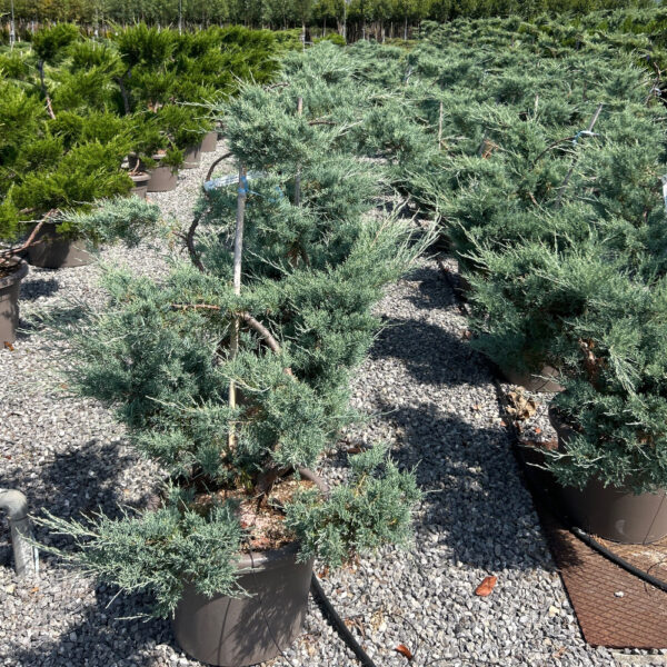 Juniperus × PFITZERIANA ''PFITZ. GLAUCA'