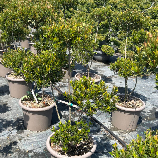 Photinia × FRASERI ''CHICO'