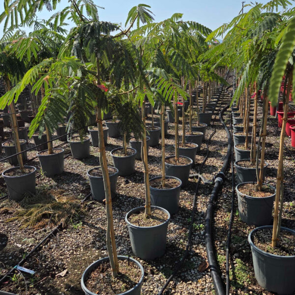 Albizia julibrissin 'OMBRELLA'
