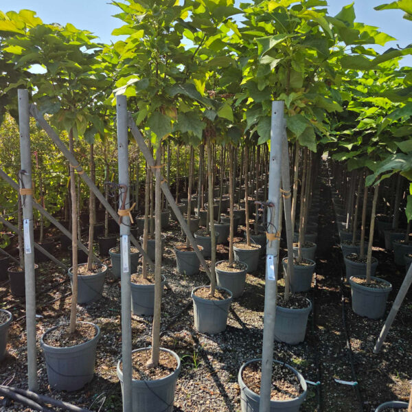 Catalpa bungei