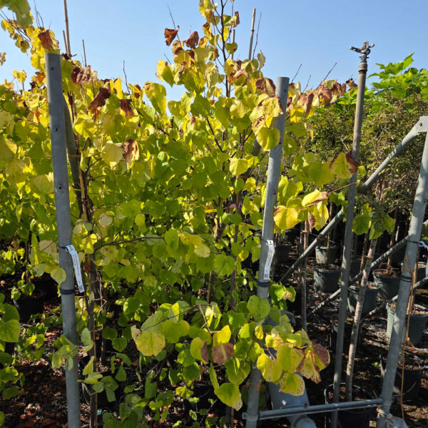 Cercis canadensis 'HEARTS OF GOLD'