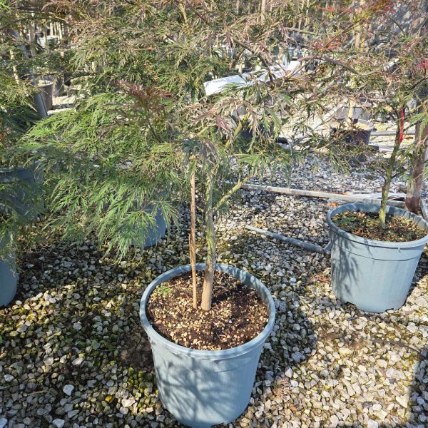 Acer palmatum 'Dissectum Garnet' (Rdečelistni pahljačasti javor)
