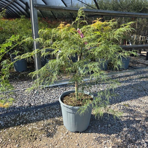 Acer palmatum dissectum 'Viridis' (Japonski javor 'Viridis')