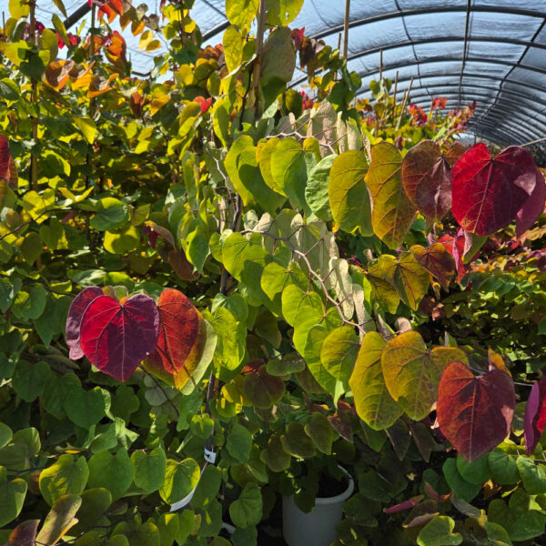 Cercis canadensis 'ETERNAL FLAME'