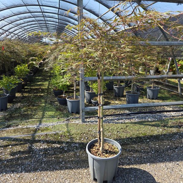 Acer palmatum dissectum 'Inaba Shidare'