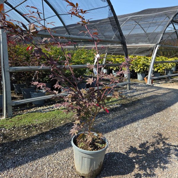 Acer palmatum 'Fireglow' (Pahljačasti rdečelistni javor)