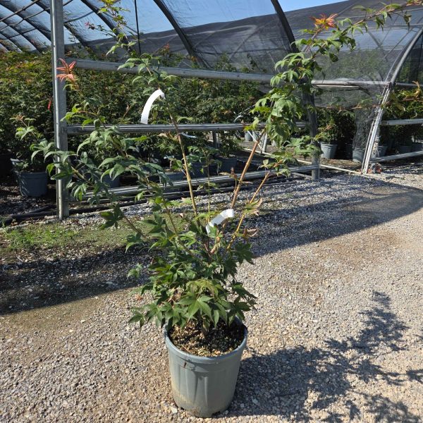 Acer palmatum 'Osakazuki' (Pahljačasti javor)