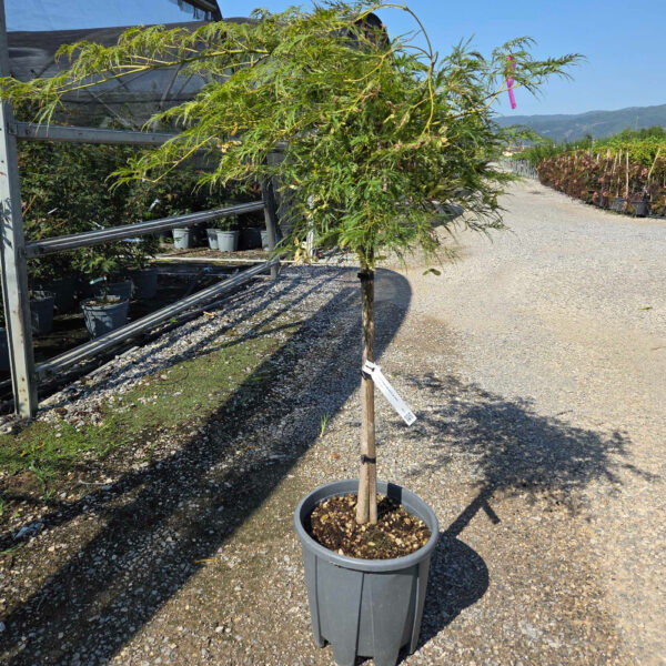 Acer palmatum 'DISSECTUM VIRIDIS'