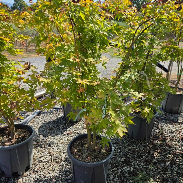 Acer palmatum 'Osakazuki' (Pahljačasti javor)
