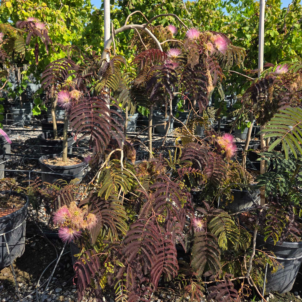 Albizia julibrissin 'CHOCOLATE FOUNTAIN' Albizia julibrissin 'CHOCOLATE FOUNTAIN' - slika 1