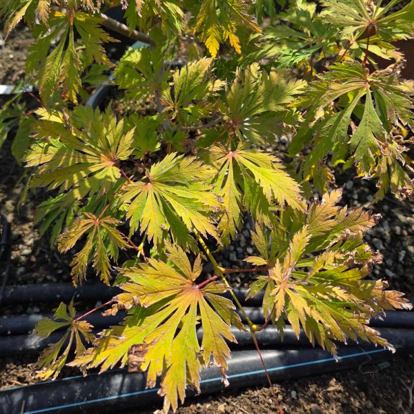 Acer japonicum 'Aconitifolium' (Japonski javor)