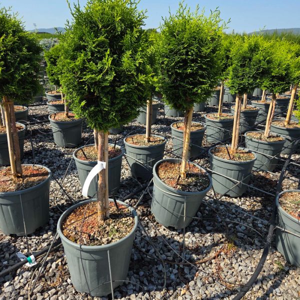 Chamaecyparis obtusa 'Nana Gracilis' (Školjkasta pacipresa)
