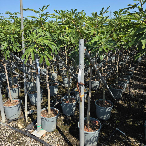 Ficus carica 'FIGUES DE MARSEILLE'