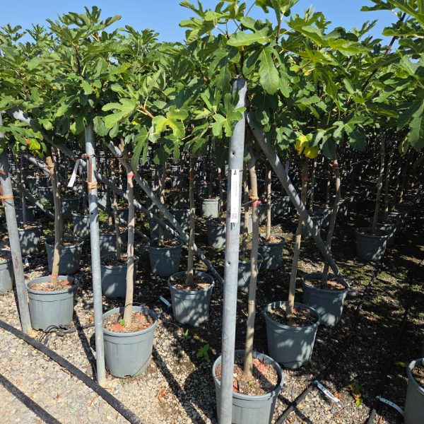 Ficus carica 'Brown Turkey' (Figa na steblu)