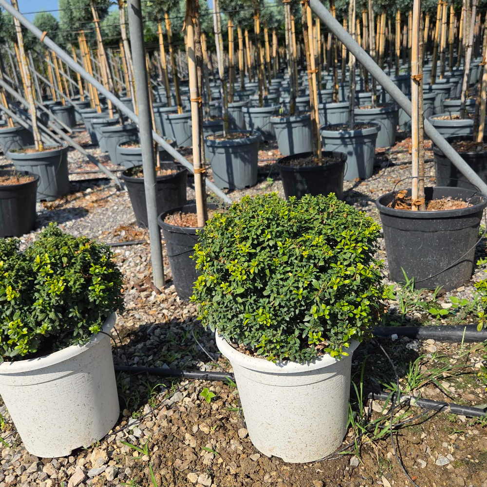 Ilex crenata 'SOFT TOUCH' Ilex crenata 'SOFT TOUCH' - slika 1
