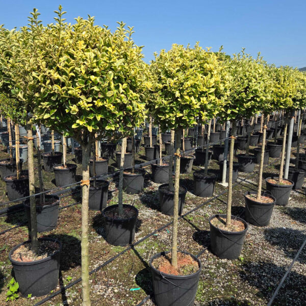 Ligustrum ovalifolium 'AUREUM'