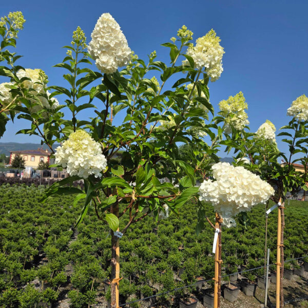 Hydrangea paniculata 'GRANDIFLORA'