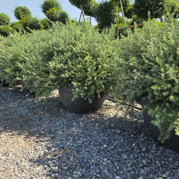 Westringia fruticosa