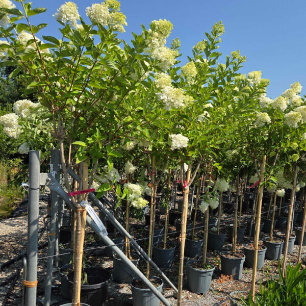 Hydrangea paniculata 'CANDLELIGHT'